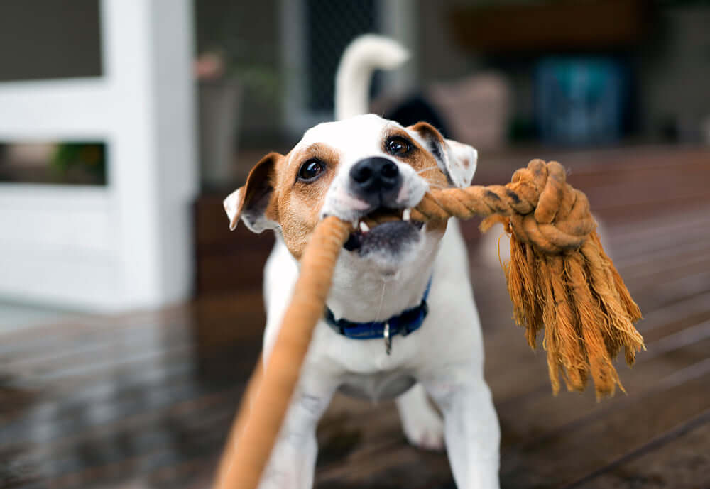dog with toy