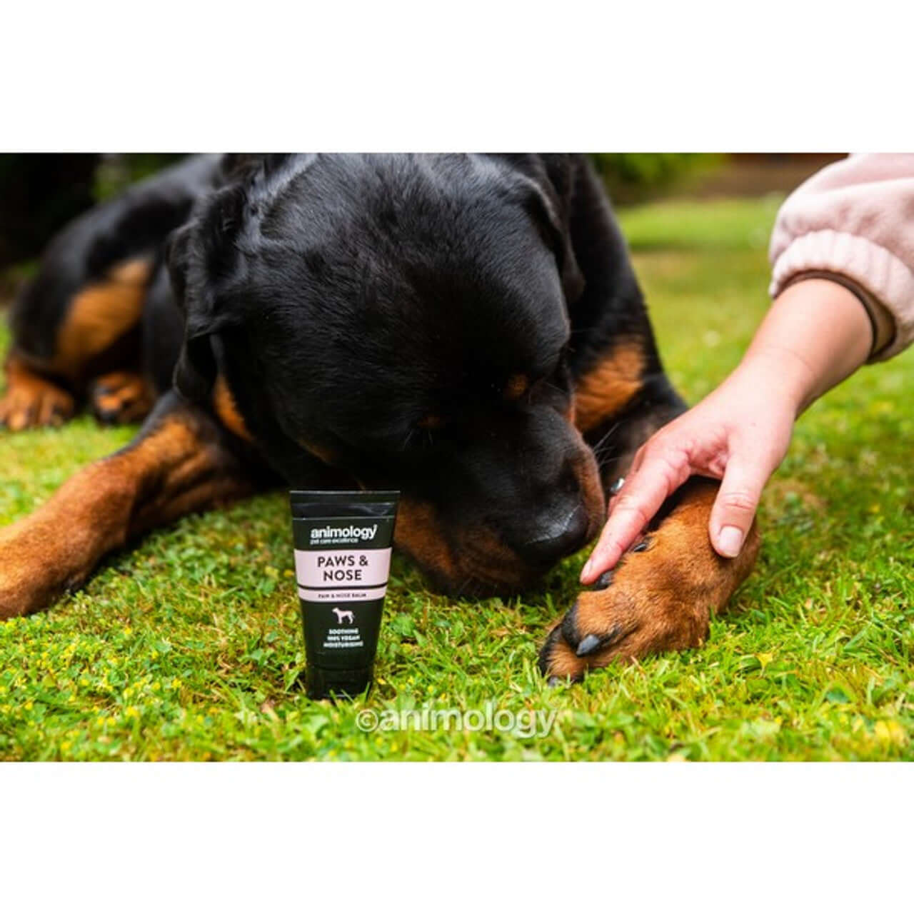 Paws and Nose Balm For Dog's paws