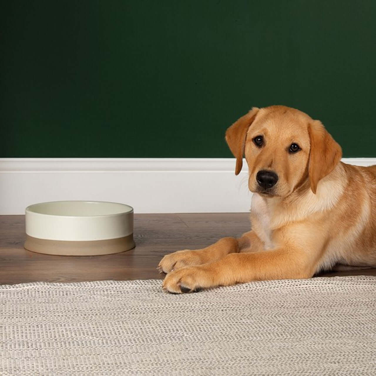 Golden labrador with large ceramic dog bowl