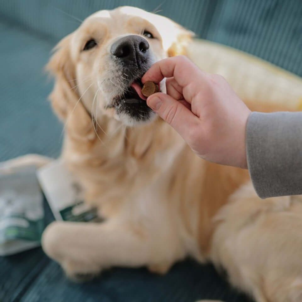 Blue Pet GoShine Skin & Coat Supplement Chicken 30 Piece