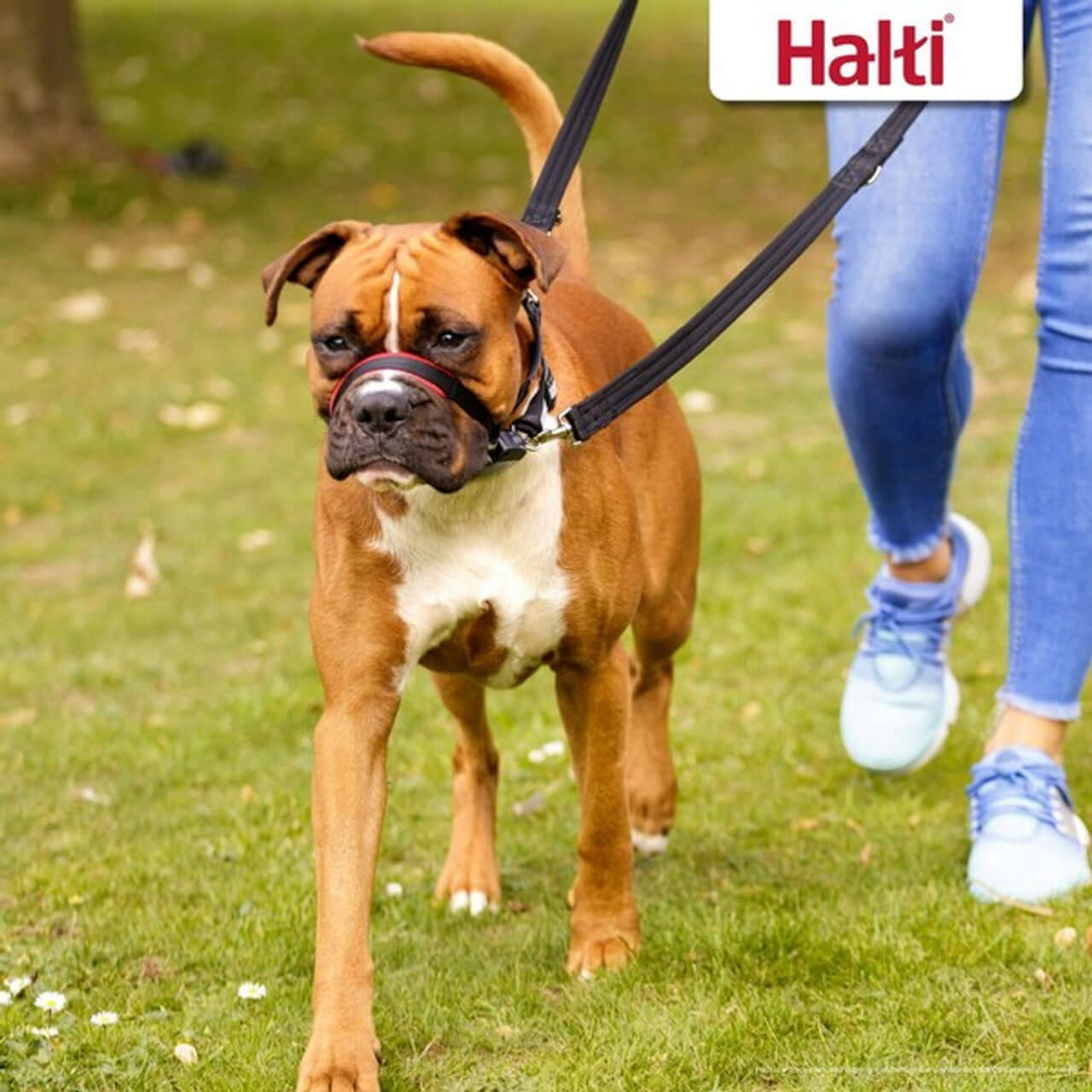 CoA Halti Optifit