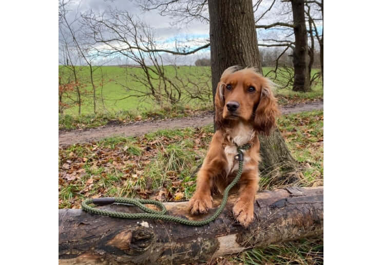 A cocker spaniel wearing the green rope slip lead for dogs