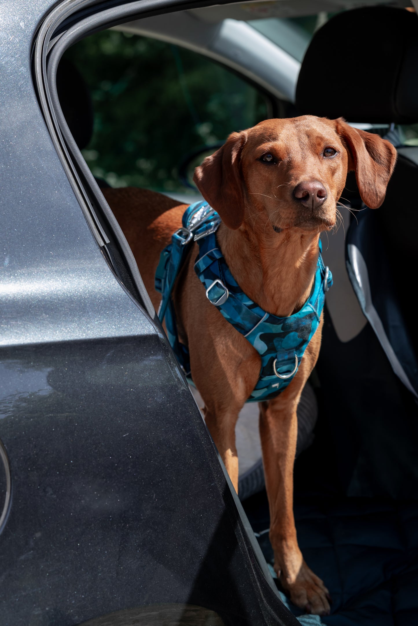 Twiggy Tags Adventure Harness 2.0 - Lagoon