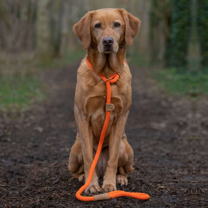 Ruff & Tumble Clip & Slip Leads