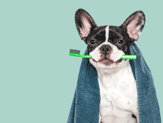 dog holding toothbrush