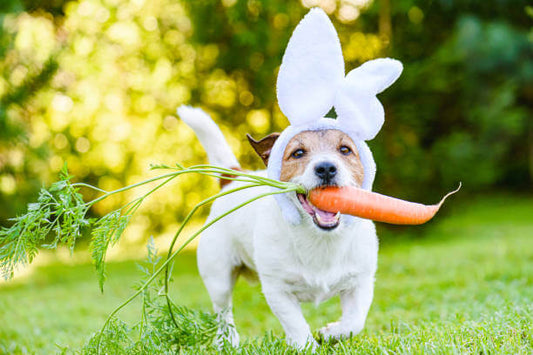 dog with rabbit ears and carrot in mouth 