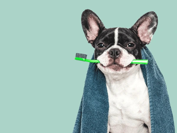 dog holding toothbrush