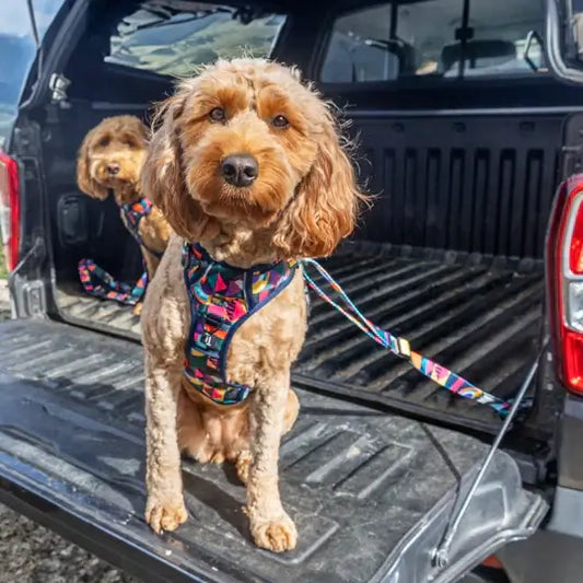 Dog sat in car with seatbelt on