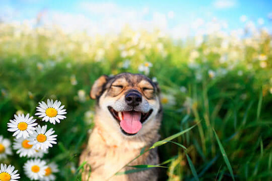 dog in flowers