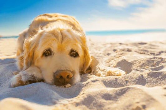 Dog relaxing on the beach in the sun 
