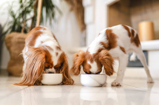 dogs eating from a bowl