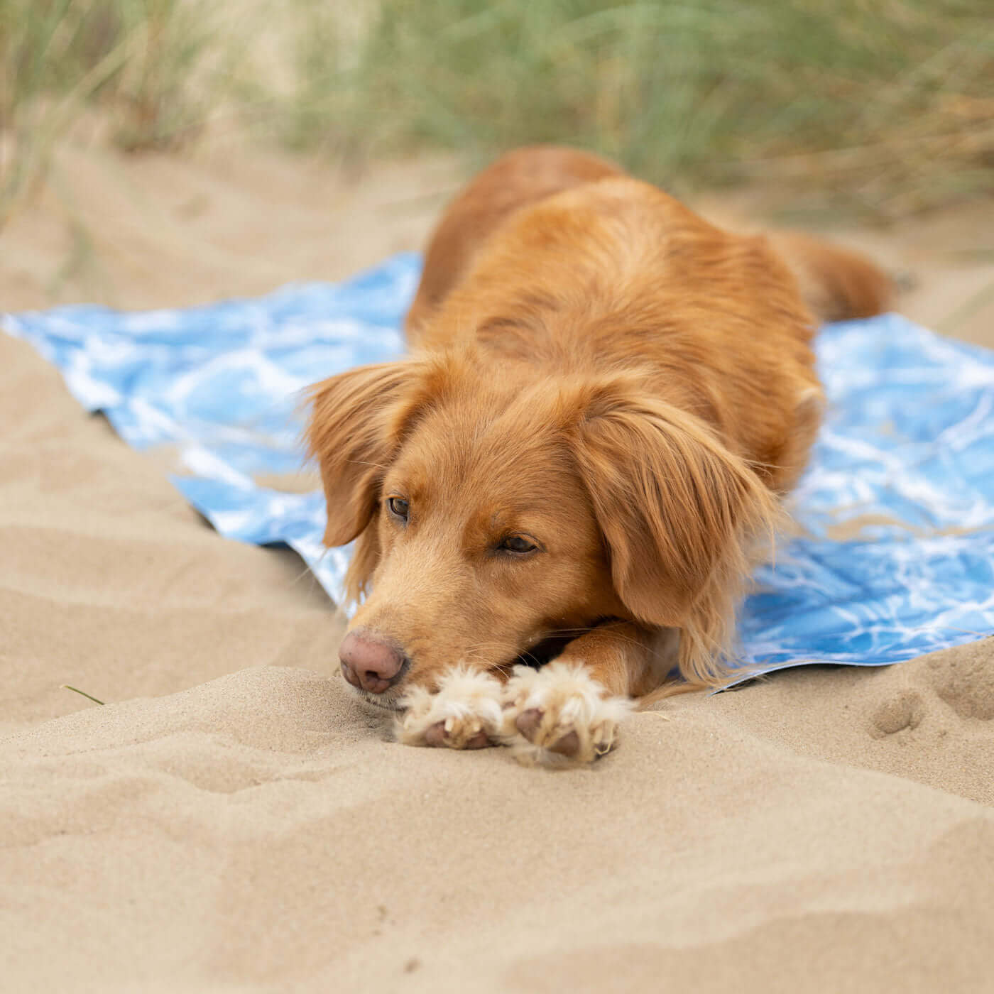 All For Paws Large cooling mat for dogs. Blue in colour and helps keep dogs cool during the summer