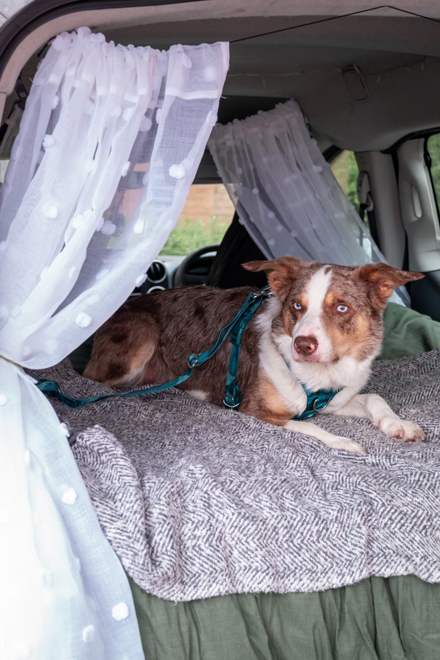 Adventure Dog Safety Seat Belt 2.0 - Lagoon