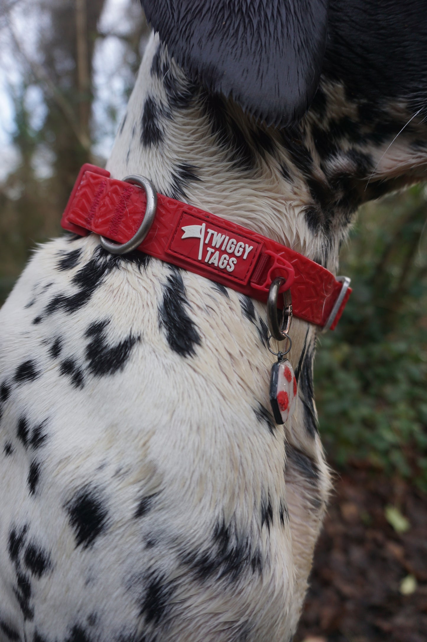 Twiggy Tags Tidal Waterproof Collar