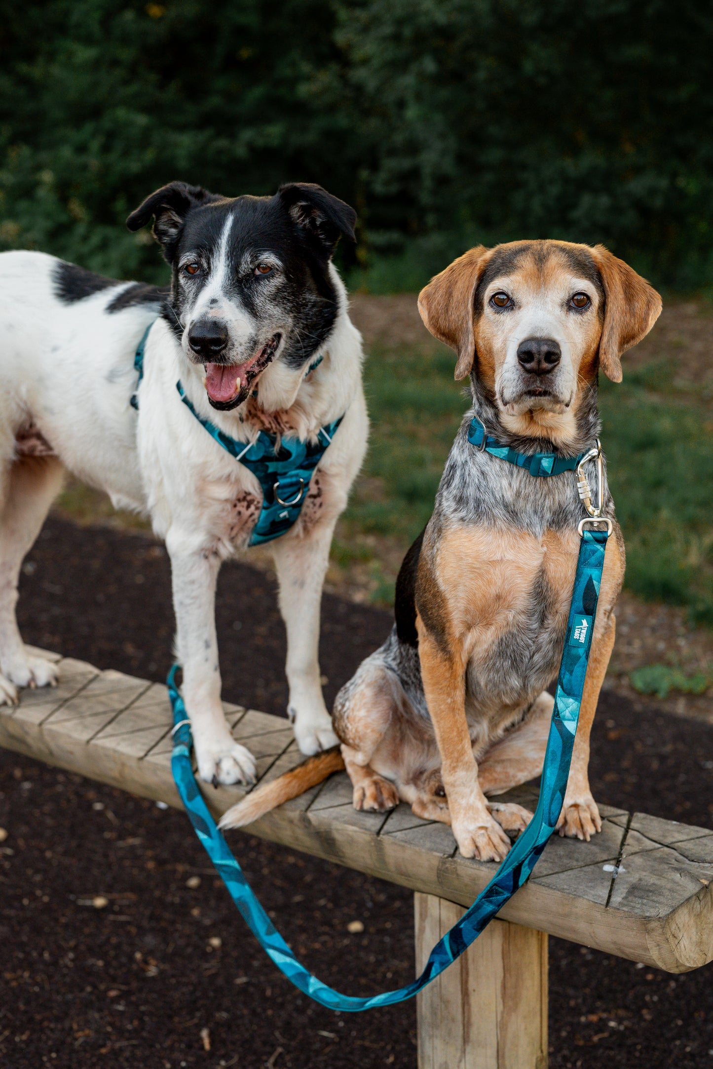 Twiggy Tags Adventure Collar 2.0 - Lagoon