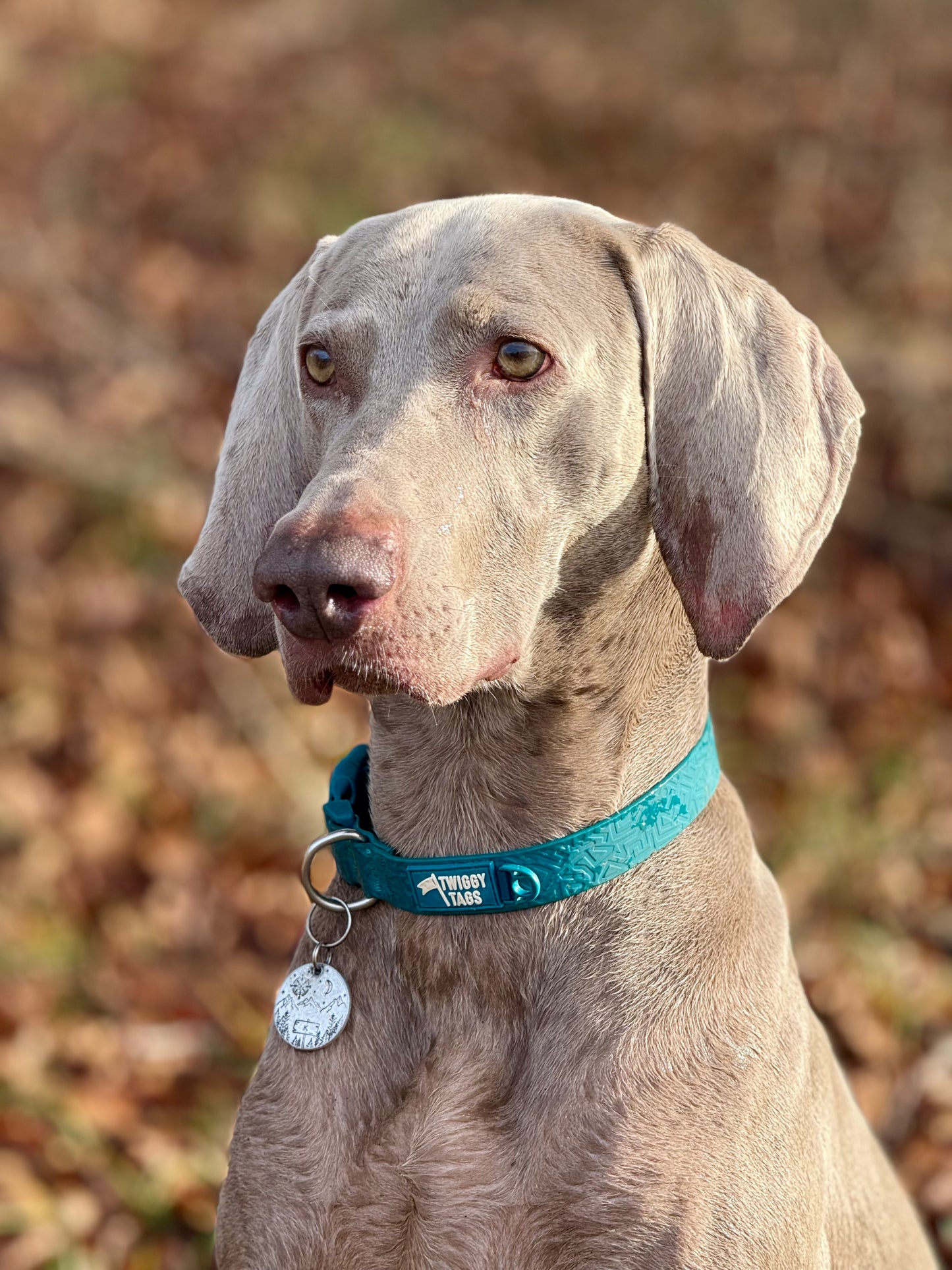Twiggy Tags Tidal Waterproof Collar