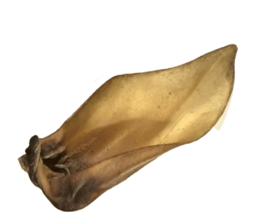 Buffalo Ears Without Hair