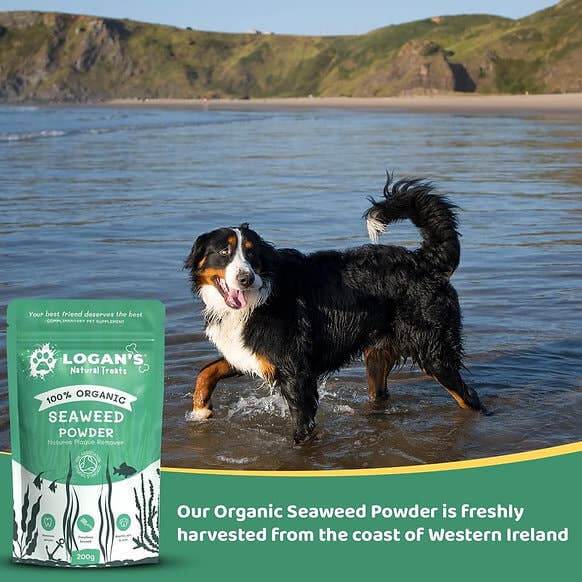 Organic Seaweed Powder - Dental Hygiene Supplement